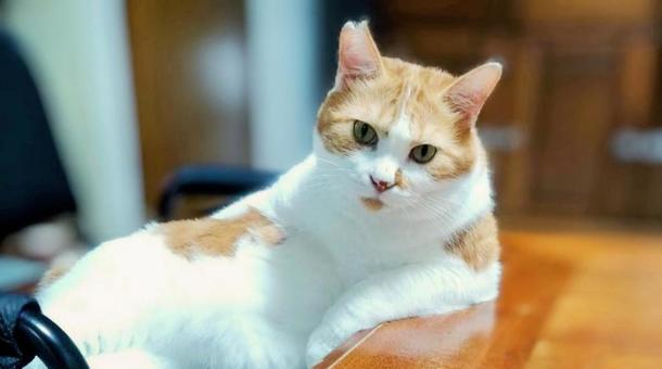 肩肘をついたねこの写真