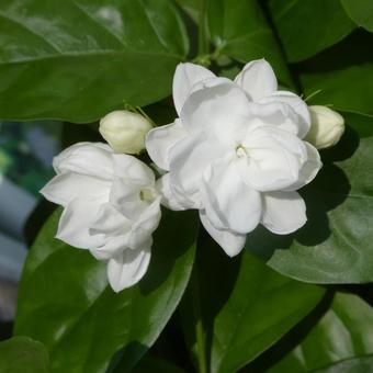 八重咲きマツリカの花 八重咲きマツリカの花の写真
