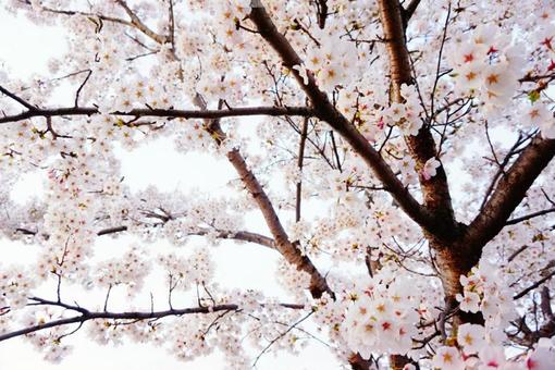 さくらの木 さくらの木の写真