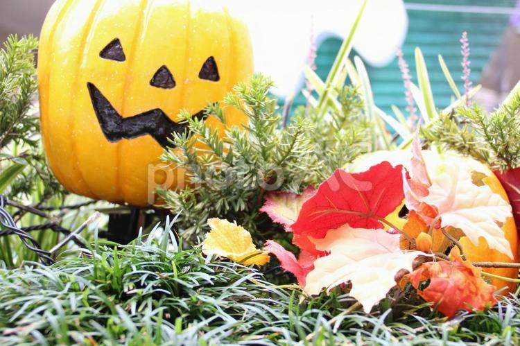 ハロウィンのかぼちゃ ハロウィーン,ハロウィン,庭の写真素材