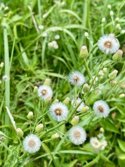 アレチノギク(荒地野菊)アップ アレチノギク(荒地野菊)アップの写真