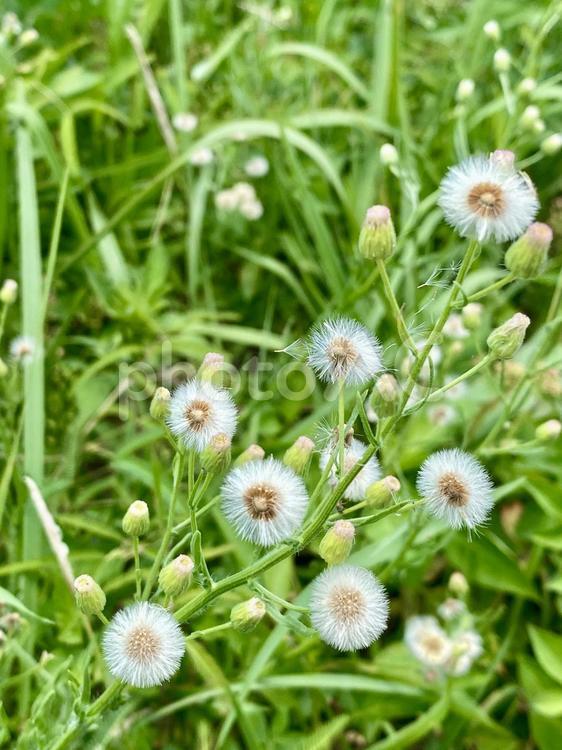 アレチノギク（荒地野菊）アップ アレチノギク,荒地野菊,毛綿の写真素材