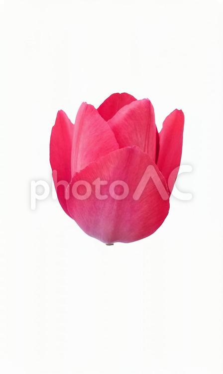 チューリップ　花部分　切り抜き素材PSD チューリップ,花,季節の写真素材