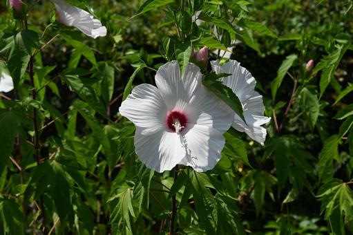 タイタンビカスの花が咲いた タイタンビカスの花が咲いた タイタンビカス,フヨウ,大輪の写真素材