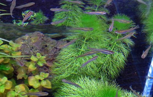 水槽のメダカと水草 水槽のメダカと水草の写真