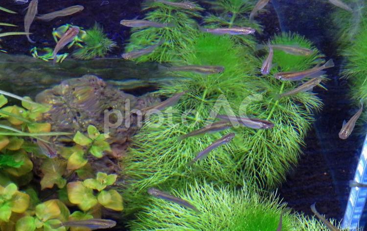 水槽のメダカと水草 メダカ,水槽,水草の写真素材
