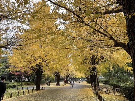 イチョウ並木道の写真