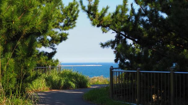 初秋の国営ひたち海浜公園・鹿島灘&松の木 初秋の国営ひたち海浜公園・鹿島灘&松の木 初秋,国営ひたち海浜公園,鹿島灘の写真素材