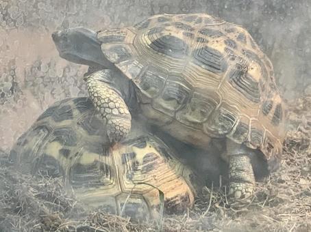 周りを見渡して警戒中の様子 リクガメ 周りを見渡して警戒中の様子 リクガメの写真