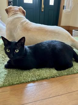玄関で待ってるわんにゃんこ 玄関で待ってるわんにゃんこ ねこ,かわいい,ペットの写真素材