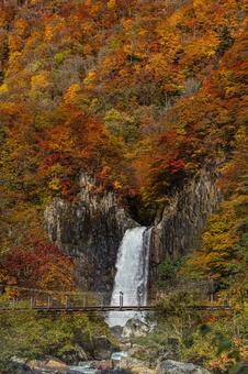 紅葉と滝 紅葉,秋,川の写真素材