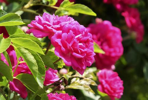 バラ [Rose]-002の写真