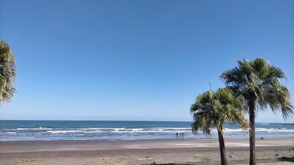 南国の海と青空と樹木-ビロウ樹 南国,海,ビロウ樹の写真素材