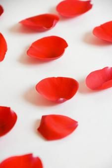 薔薇の花びら 薔薇の花びらの写真