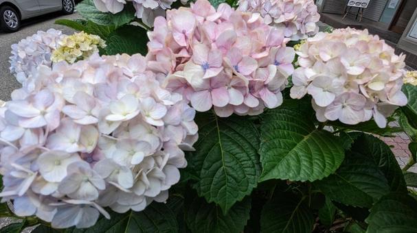 紫陽花 紫陽花の写真