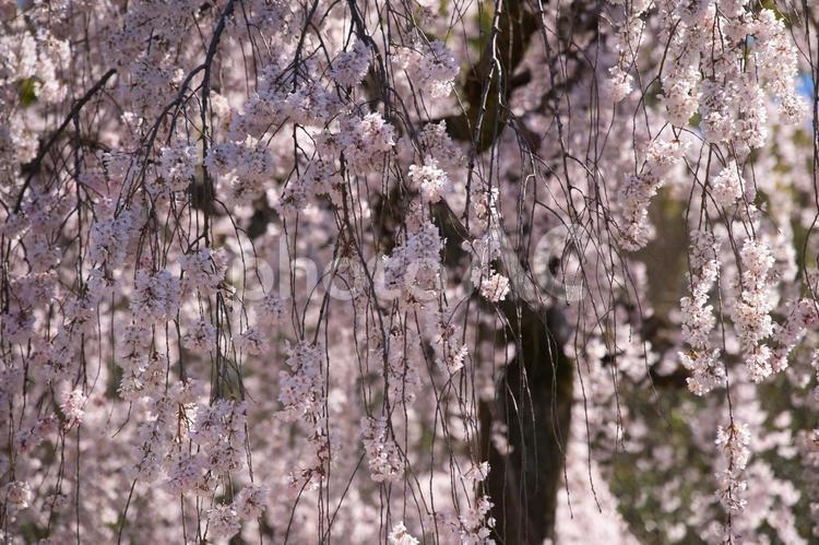 枝垂れ桜　アップ 春,桜,枝垂れ桜の写真素材