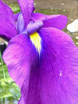 菖蒲園に咲くハナショウブの花びら・拡大 菖蒲園に咲くハナショウブの花びら・拡大の写真