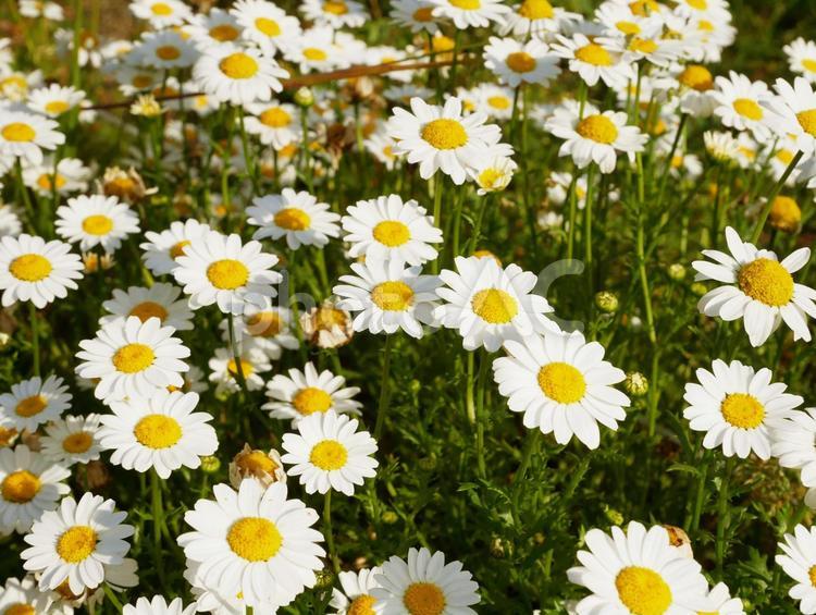 マーガレットの花畑 マーガレット,ノースポール,クリサンセマムの写真素材