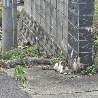 Photo, stray cat, nara, cat, 