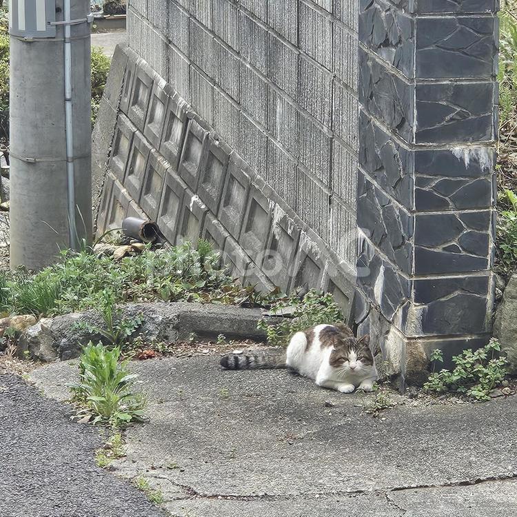 街中ののんびり野良猫 野良猫,野良,ねこの写真素材