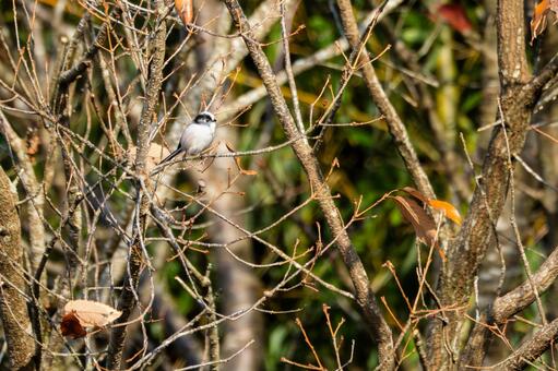 エナガ(31) 鳥,エナガ,小鳥の写真素材