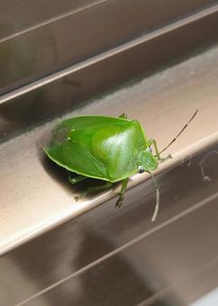 ツヤアオカメムシ ツヤアオカメムシ ツヤアオカメムシ,カメムシ,害虫の写真素材