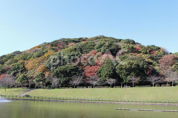紅葉の森林公園（北九州市中央公園） 紅葉,秋,山の写真素材