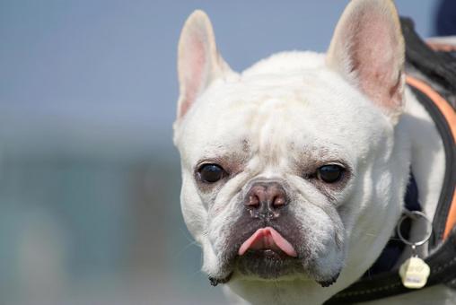 フレンチブルドッグのポートレート 犬,フレンチブルドッグ,小型犬の写真素材
