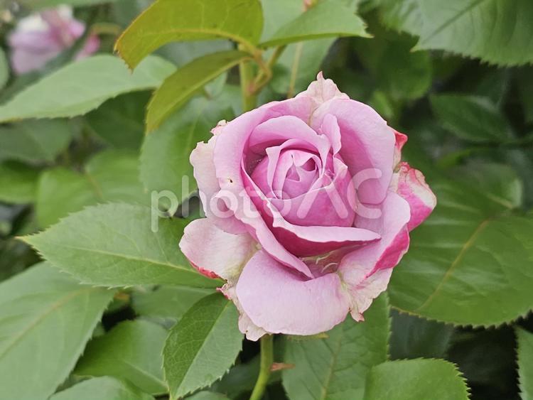 淡い色の薔薇 ばら,バラ,薔薇の写真素材