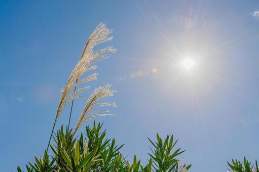 ススキと快晴の秋空 ススキ,秋,秋空の写真素材