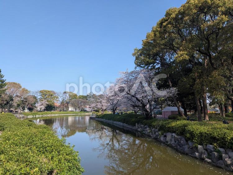 池と桜 桜,花,春の写真素材