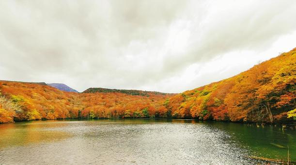 秋の湖と紅葉した山 秋の湖と紅葉した山 蔦沼,木々,反射の写真素材