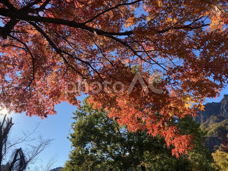 緑と赤が鮮やかな紅葉 緑,赤,紅葉の写真素材