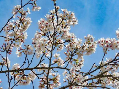 春イメージ〜満開の桜のアップ 春イメージ〜満開の桜のアップの写真
