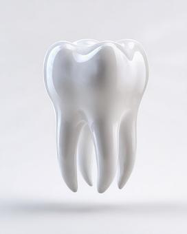 奥歯の3Dモデル 奥歯の3Dモデルの写真