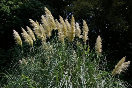 シロガネヨシ シロガネヨシ,白銀葦,白銀葭の写真素材