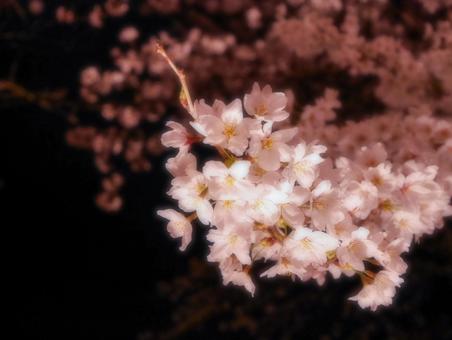 夜桜 夜桜 夜桜,桜,さくらの写真素材