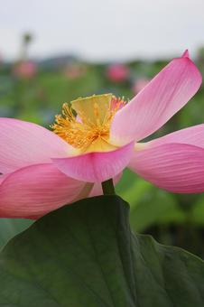 蓮の花 その23 蓮の花 その23の写真
