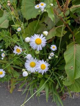 ヒメジョオンの写真