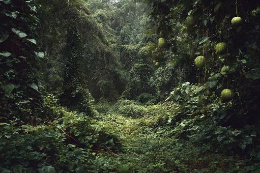 静寂に包まれた森の奥 静寂に包まれた森の奥の写真