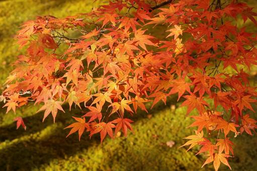 もみじ もみじ,秋,モミジの写真素材