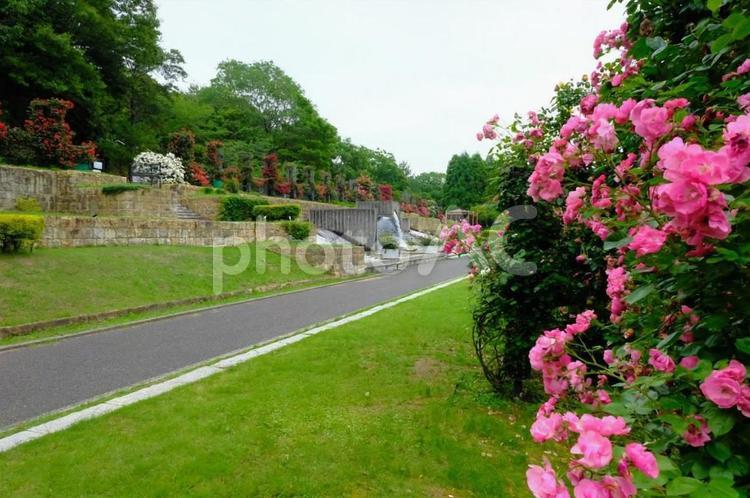 バラ園　播磨中央公園 バラ,ばら,薔薇の写真素材