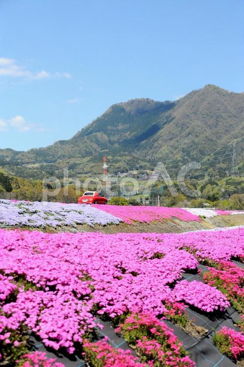 芝桜　青空　山　車　赤　ピンク 風景,自然,山の写真素材