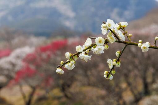 満開の白梅の花 梅,迎春,梅の花の写真素材
