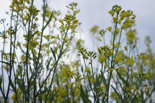 Rape blossoms, rape blossoms, spring, vegetation, JPG