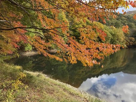 晩秋の大沢の堤の紅葉 大沢の堤,信州,松本市の写真素材