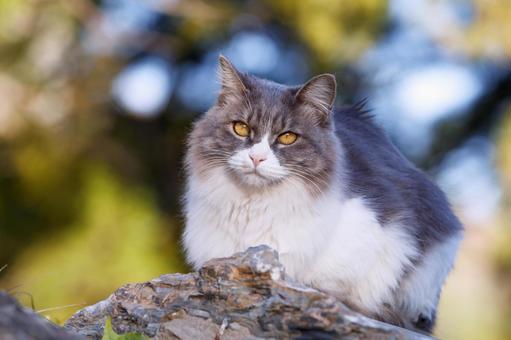 ペットの猫 ペットの猫 猫,にゃんこ,ペットの写真素材