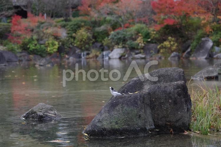 紅葉とハクセキレイ ハクセキレイ,野鳥,鳥の写真素材