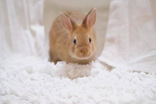 可愛い子うさぎ 可愛い子うさぎ 動物,かわいい,小動物の写真素材