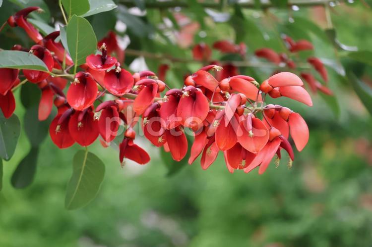 枝先の赤いアメリカデイゴの花 枝先,赤い,アメリカデイゴの写真素材